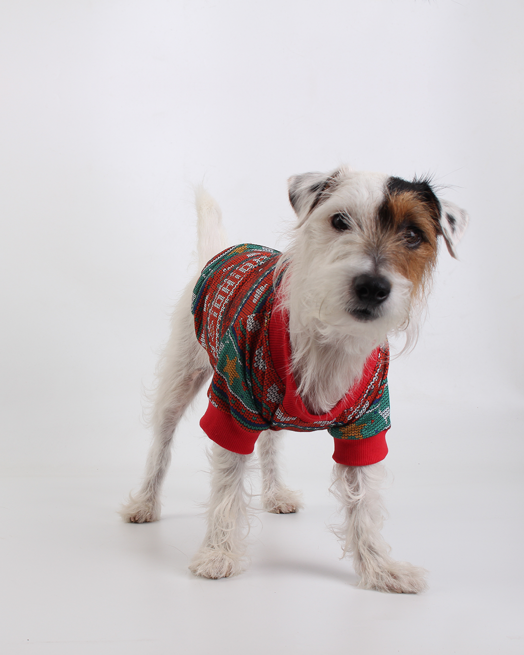 CAMISETA PARA PET HELLO NATALINA