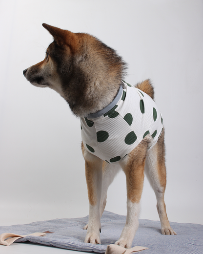 REGATA PARA PET YAaYoOi