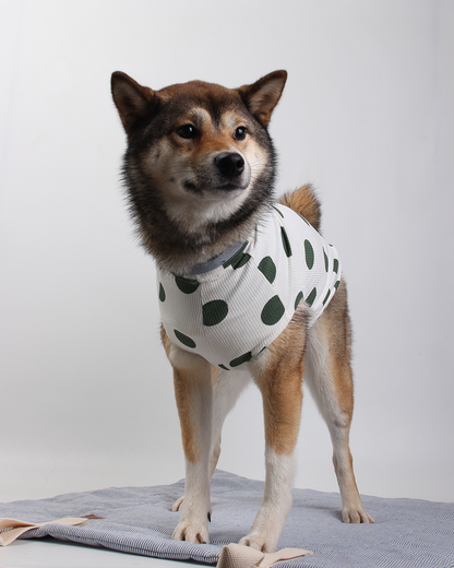 REGATA PARA PET YAaYoOi